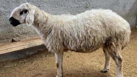 Sağlıklı ve Güvenilir Kurbanlık Koyunlar