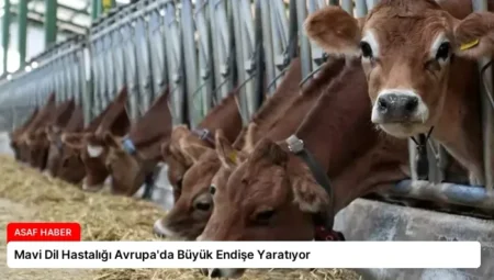 Mavi Dil Hastalığı Avrupa’da Büyük Endişe Yaratıyor