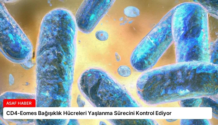 CD4-Eomes Bağışıklık Hücreleri Yaşlanma Sürecini Kontrol Ediyor