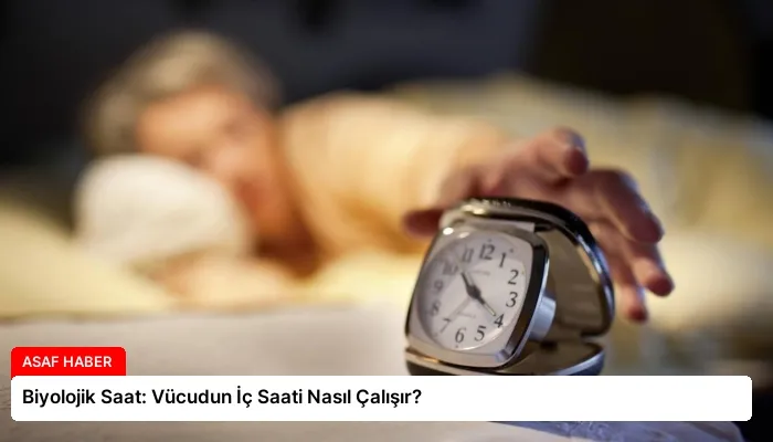 Biyolojik Saat: Vücudun İç Saati Nasıl Çalışır?