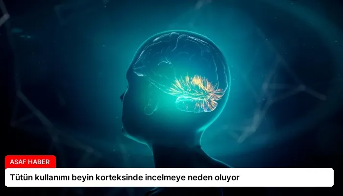 Tütün kullanımı beyin korteksinde incelmeye neden oluyor