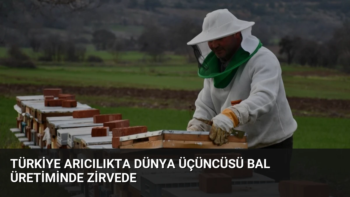 Türkiye Arıcılıkta Dünya Üçüncüsü Bal Üretiminde Zirvede