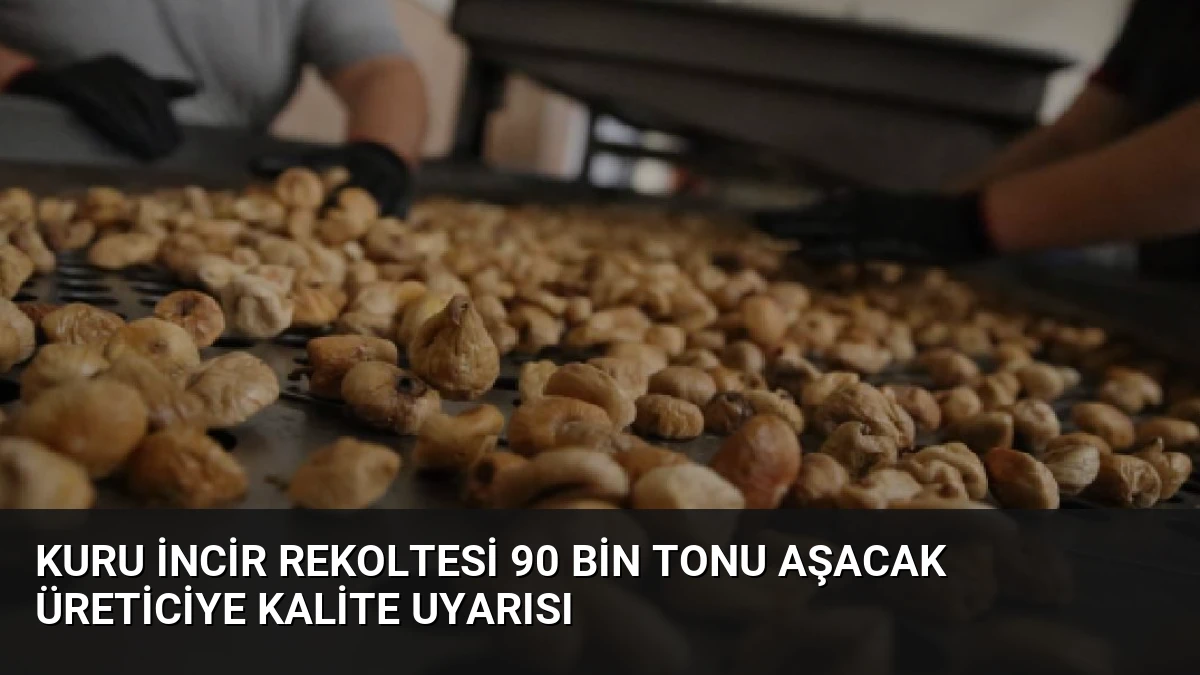 Kuru İncir Rekoltesi 90 Bin Tonu Aşacak Üreticiye Kalite Uyarısı