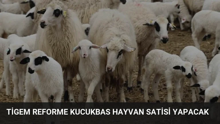 Tigem Reforme Kucukbas Hayvan Satisi Yapacak
